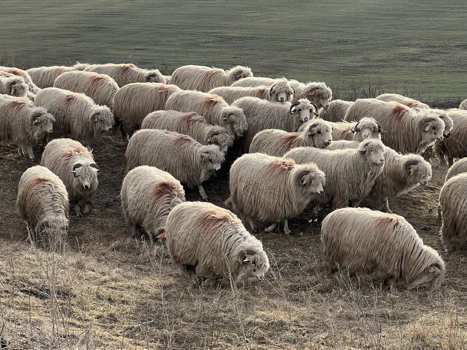 Vand oi turcane pe ales