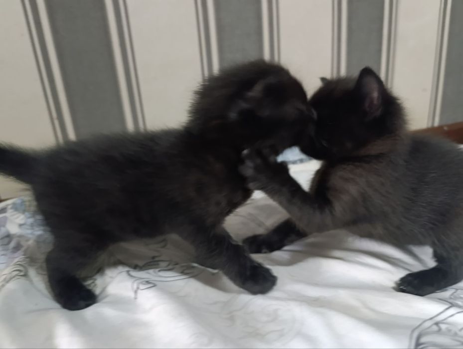 Отдаю кошку и котят в хорошие руки!