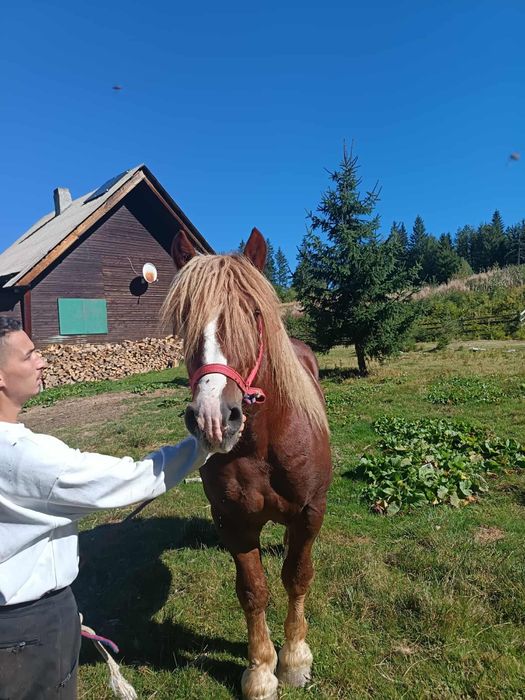 Vând Armăsar 2 ani