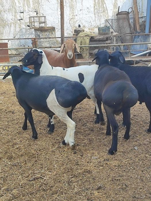 Ассалому Алейкум Куй юнгини машинка да олиш хизмати ишимизга юз фоиз ж