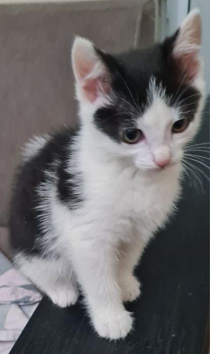 Отдам в добрые руки котенка девочку,