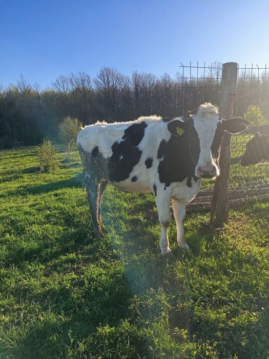 Vaci și juninci de vânzare