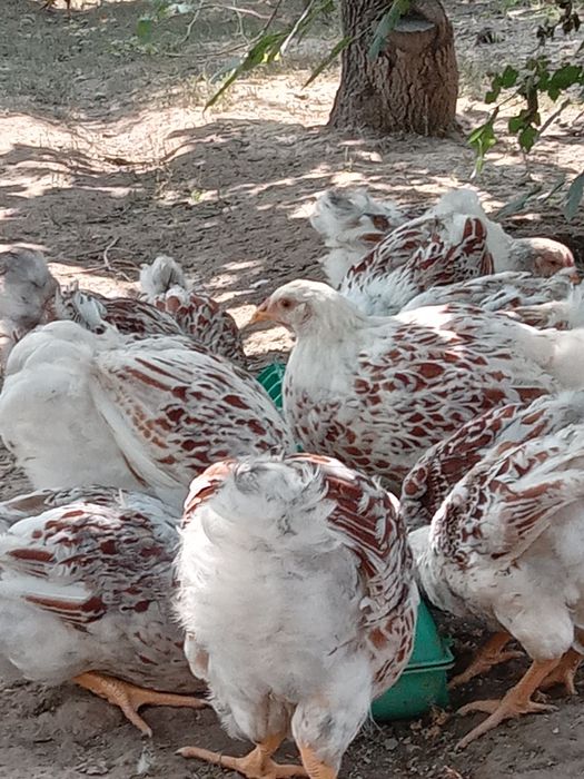 Виандот белое золото куры товук