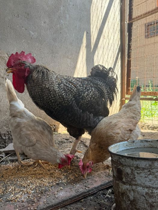 Продам 2х петухов