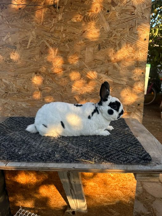 Vând familie Rex pitic