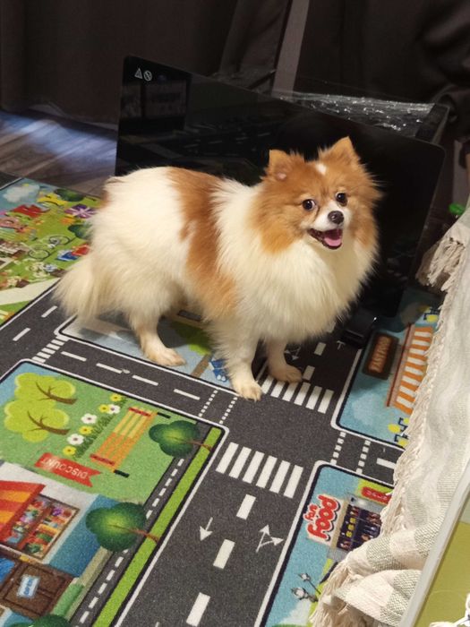 Подарявам мини шпиц