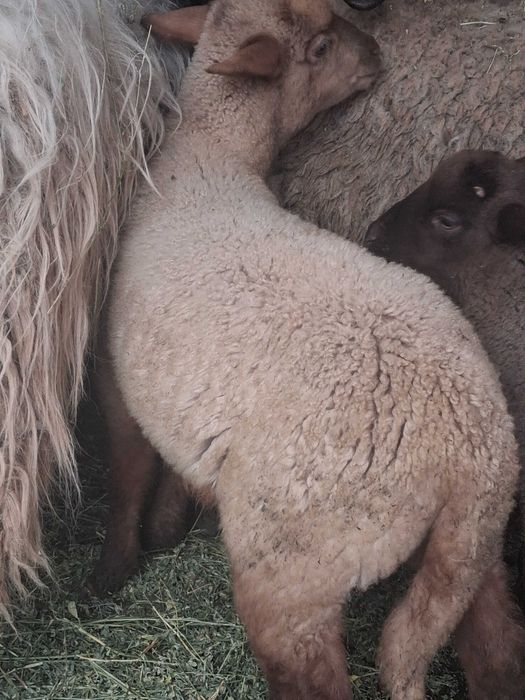 Vand oi fatate si carlani