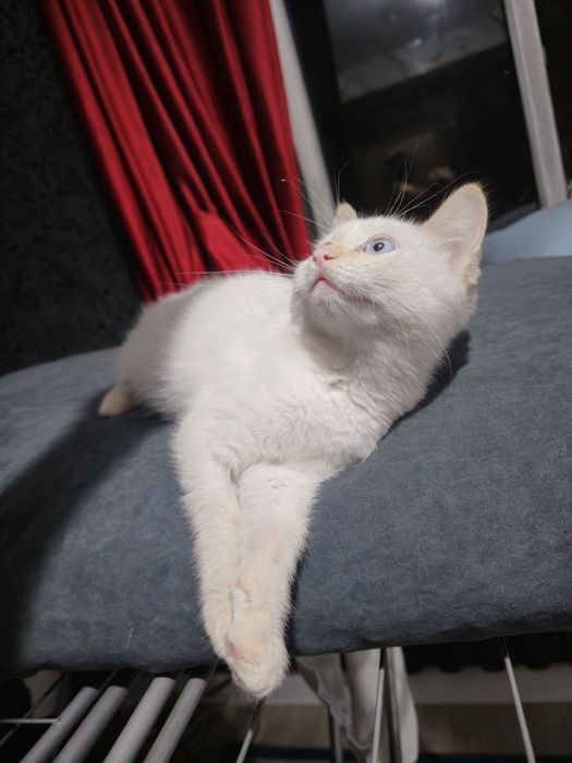 Котенок в добрые руки