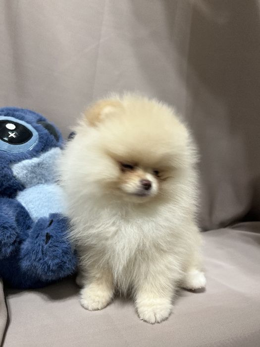 Шпиц девочка кремовая