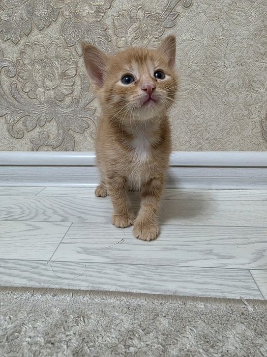 Отдам в хорошие руки