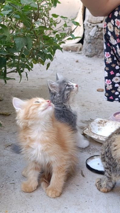 Кошки породные домашние