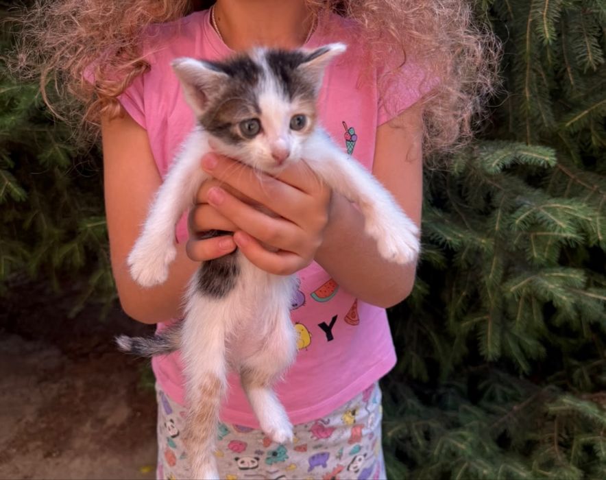 Котята, отдам в хорошие руки
