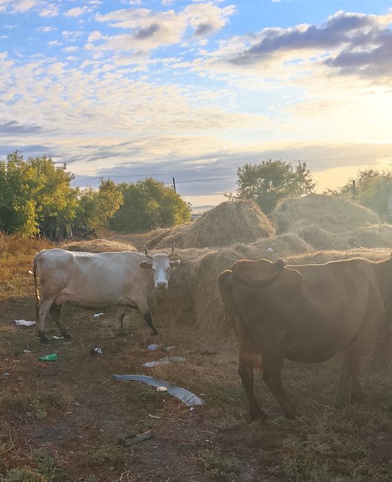 Продам двух коров