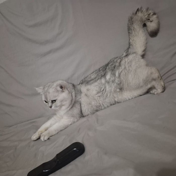 Молодой котик шотландский страйт
