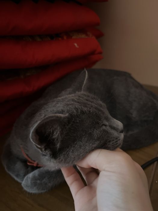 Кот бесплатно отдам