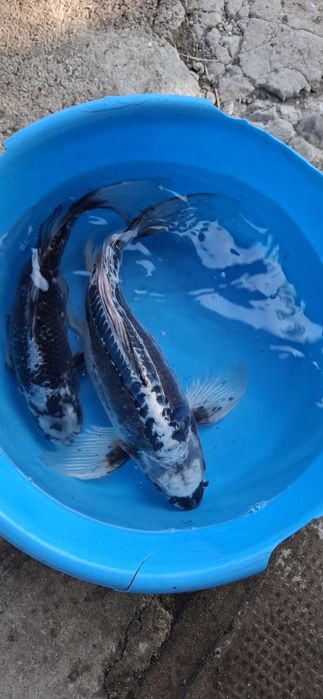 Krap koi,carasi japonezi