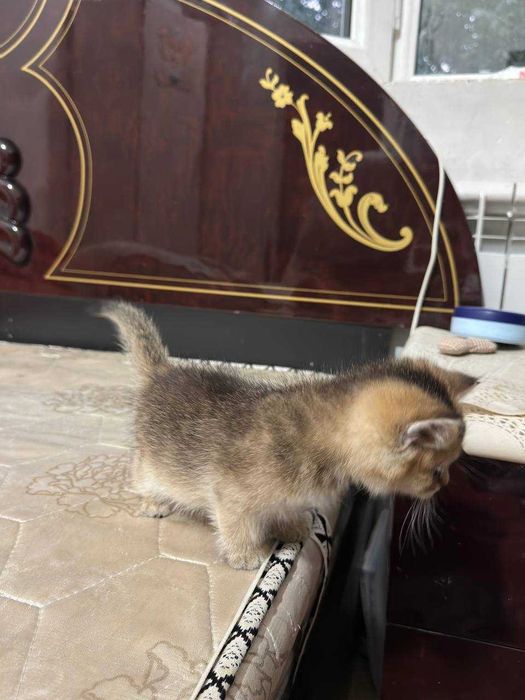 Золотой шиншилла