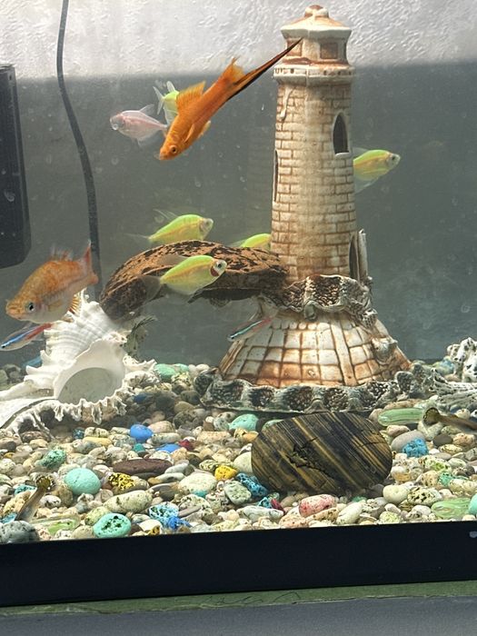 Продам аквариум с рыбками