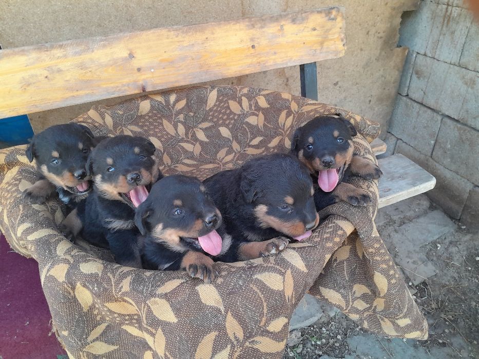 Продаются щенки ротвелера