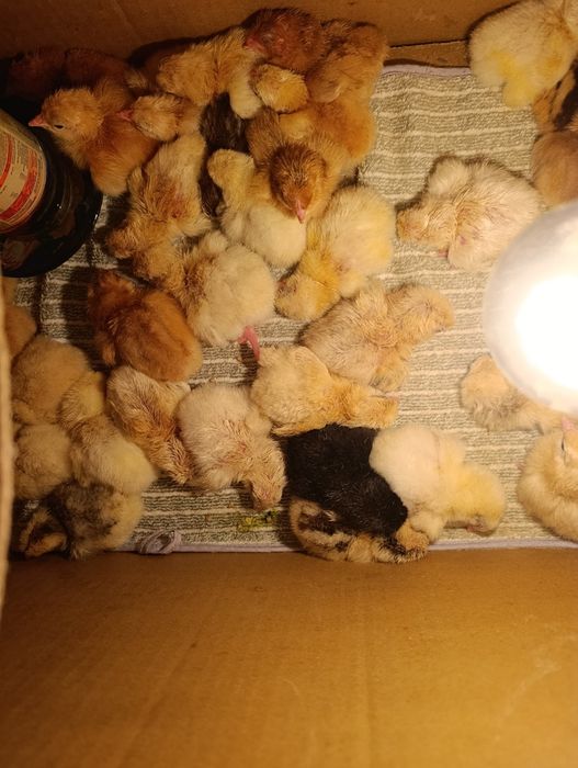 Цыплята вылуп 05.04