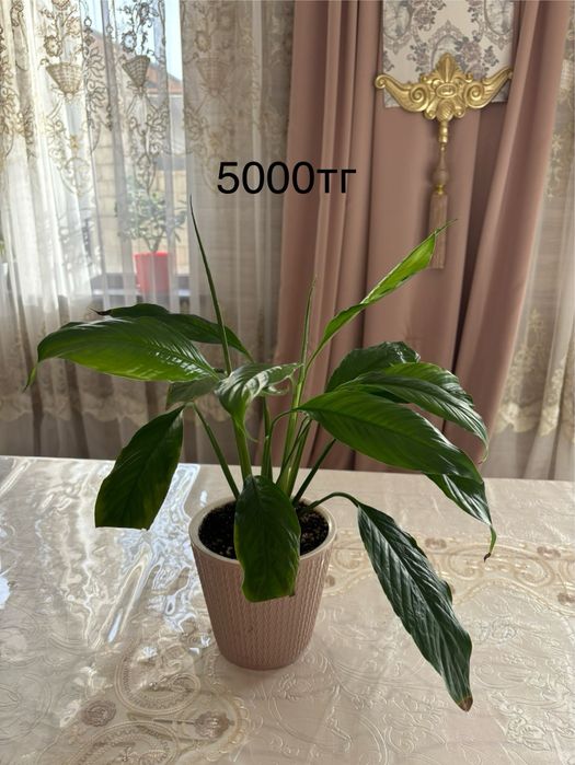 Продам комнатные цветы