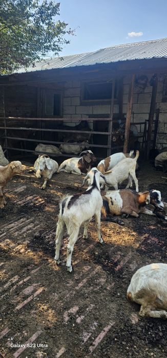 Vând 3 Tapi boer  vârsta intre 3 ani si 8 luni toti buni de monta si capre comune