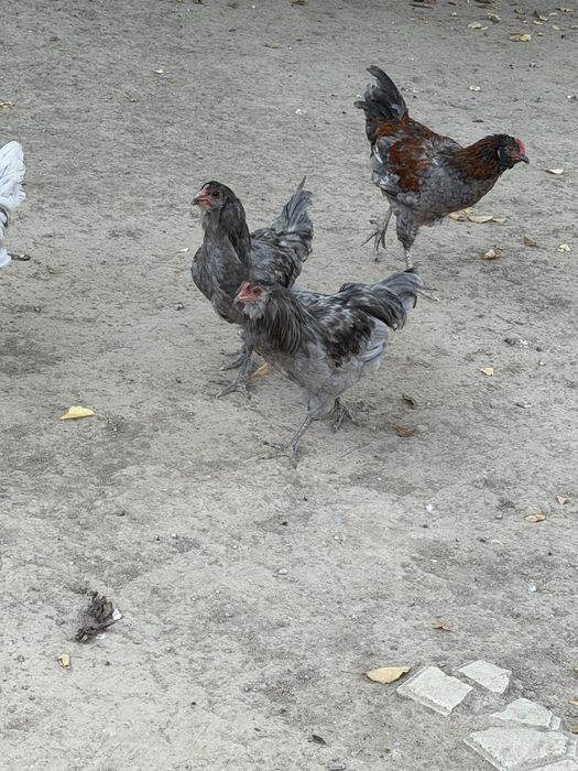 Куры цепленки на продаже