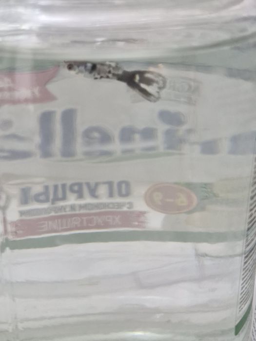 Отдам даром одного самца гуппи