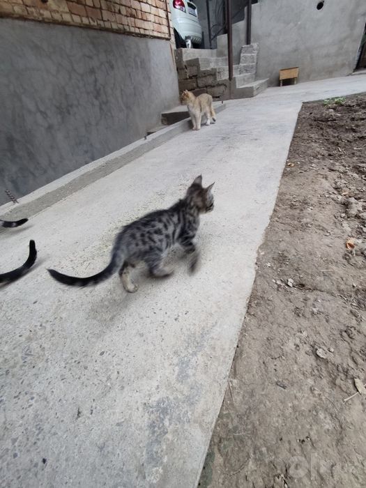 Продам Бенгальские кошки