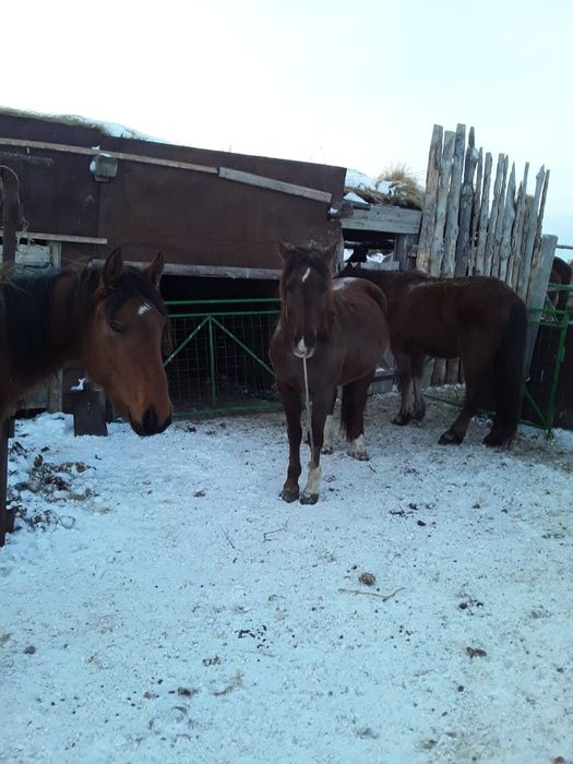 Продам лошадь верховую