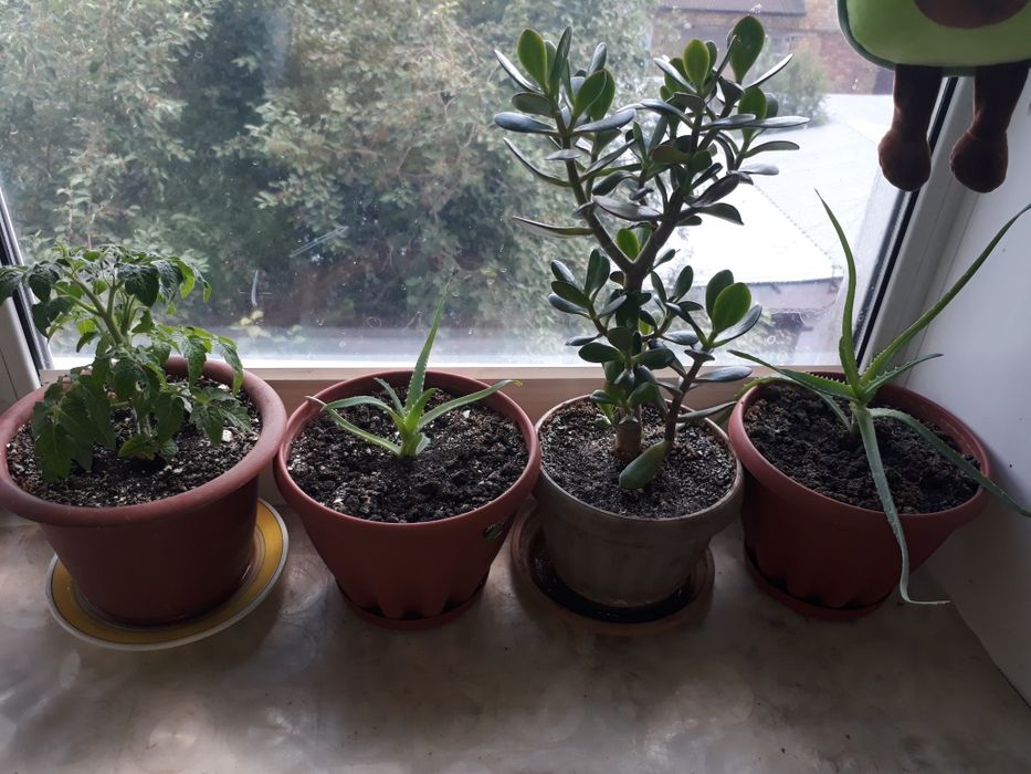 Комнатные растения