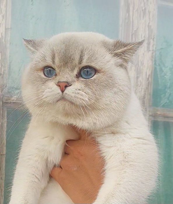 Sotilmaydi Vyazka qiz mushuklarni uyga taklif qilamiz