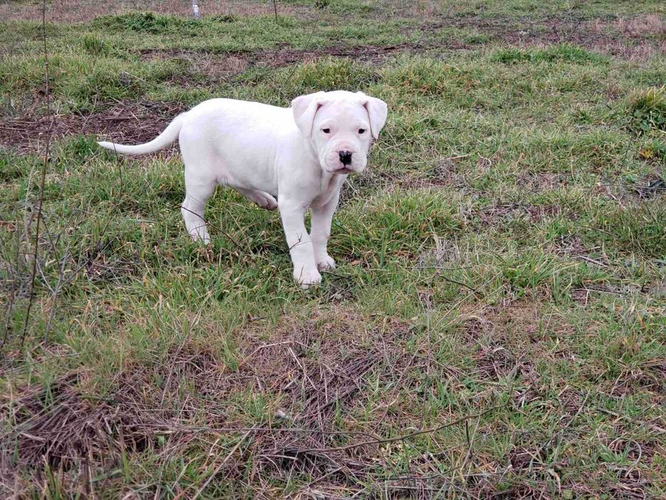 Дого Аржентино кученца