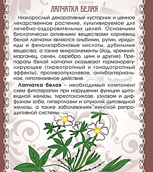 Лапчатка белая (корни) и (настойка)
