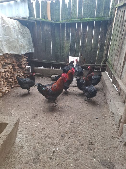 Ouă de incubat, Araucana argintiu, Marans negru arămiu si Australorp