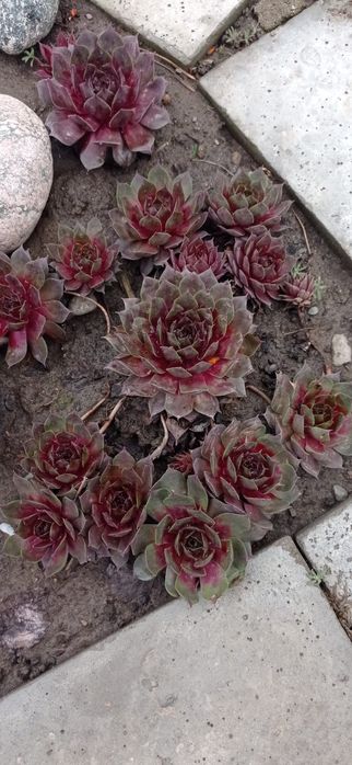 Молодило или Каменная роза