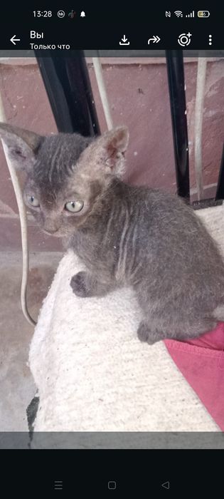 Продам котенка 2 месяца,сфинкс