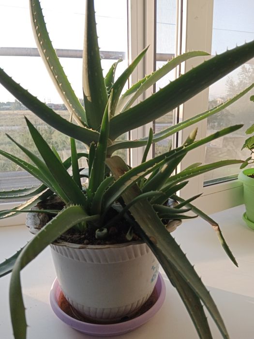 Продам алоэ Вера.