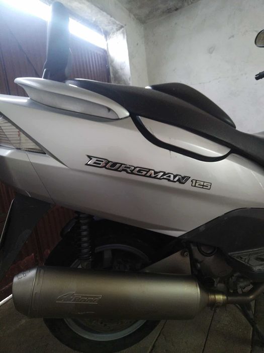 Suzuki brooklyn