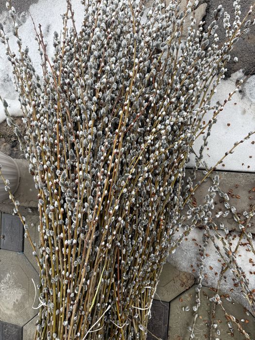 Верба, веточки Вербы свежие