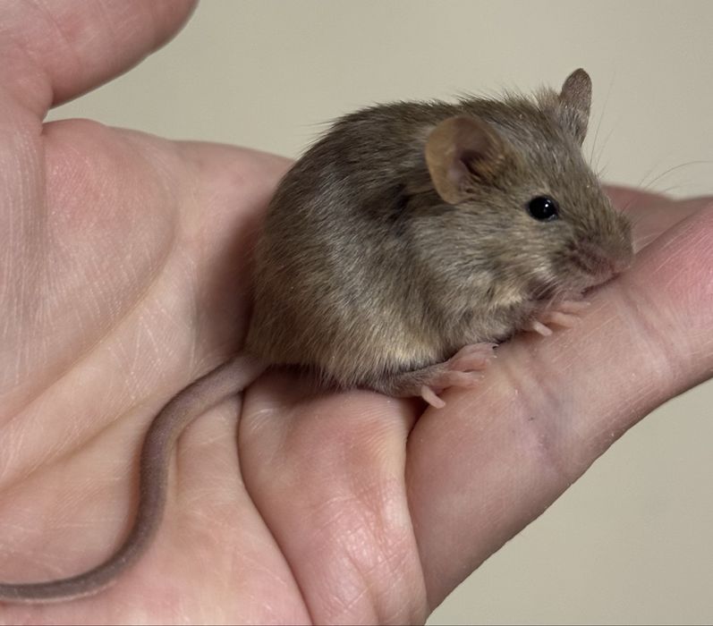 Декоративные мышки