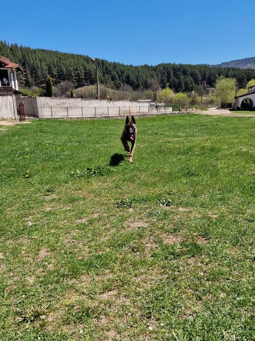 Невероятен Белгийски Малиноа – Роден за работа и спорт!