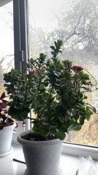 Растения для дома от бабушки