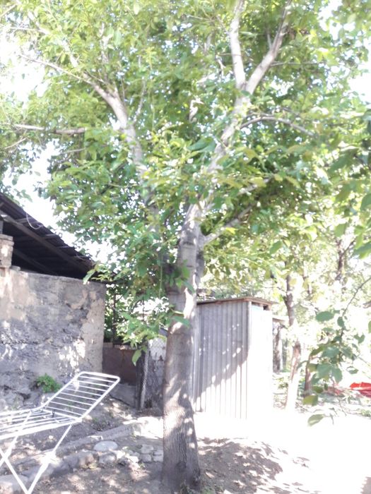 Продам дерево орех на спил