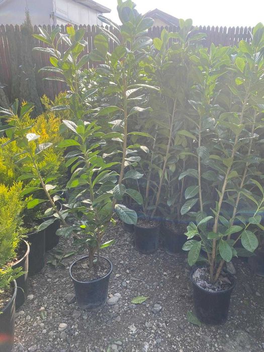 Plante Decorative Premium – Aspect Dens și Servicii Profesionale