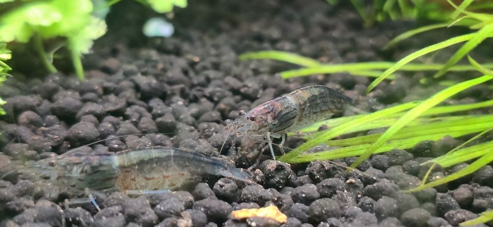 Креветки Амано, аманки