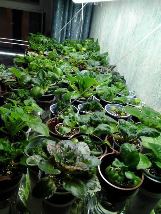 Продажа,детки фиалок!!!