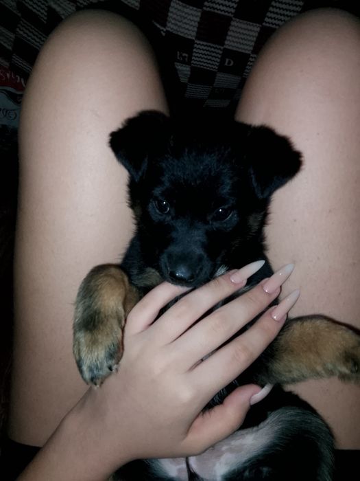 Отдам щенка девочку в хорошие руки срочно