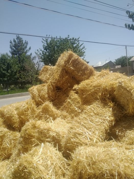 Somon  sotiladi optom narxda va dona