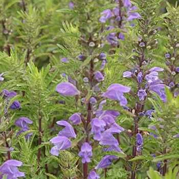 Facelia si alte plante melifere si fixatoare de azot